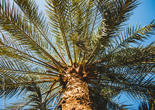 palm trees against a beautiful blue sky  retro tone  View of palm tree  stem and branches leaves from a low angl