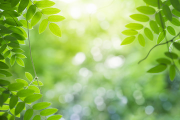 Green leaf for nature on blurred background with beautiful bokeh and copy space for text.