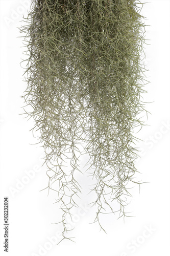 Photography Spanish moss isolate on white background. Clipping path.
