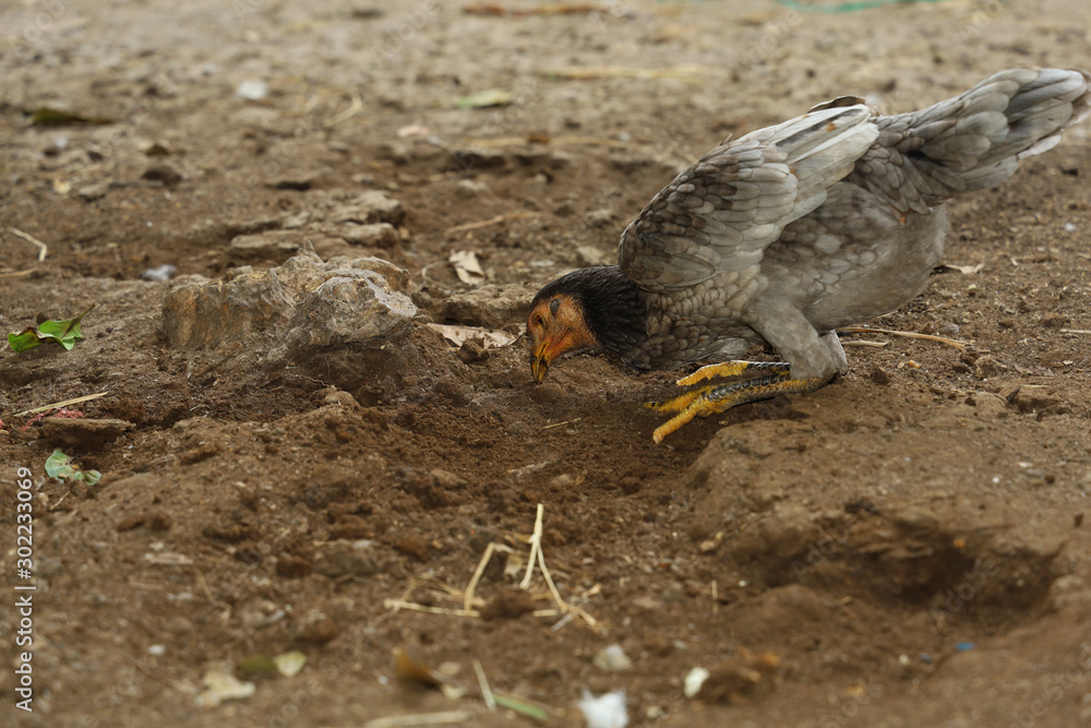 Fototapeta premium Gray fighting cock eat food in farm at thailand