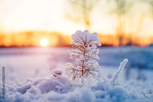 Winter scenery with snow covered small pine tree at sunset. Idyllic Christmas eve landscape. 