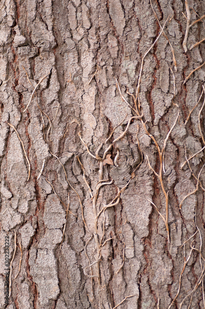 Tree bark textures with climbing plant attached Tree bark textures with climbing plant attached