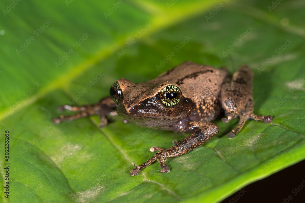 Raorchestes chlorosomma or Green eyed Bush frog on the leaf seen at Munnar,Kerala,India Raorchestes chlorosomma or Green eyed Bush frog on the leaf seen at Munnar,Kerala,India