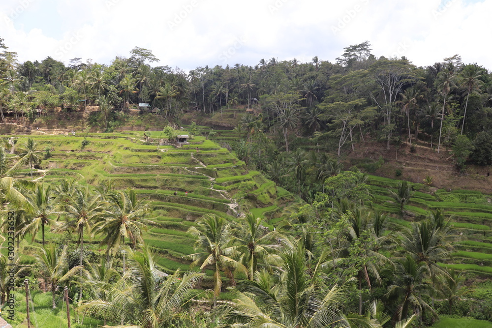 A beautiful view of Tegalalang Rice Terrace in Bali, Indonesia. A beautiful view of Tegalalang Rice Terrace in Bali, Indonesia.