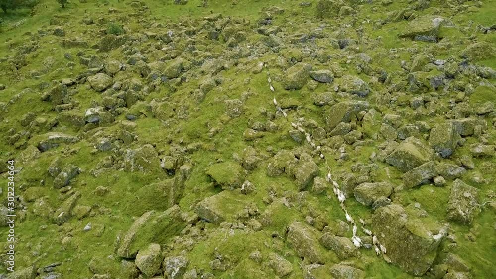 Aerial tilt up shot of a group of wild goats running through the moutains in a valley with a river in Norway. Aerial tilt up shot of a group of wild goats running through the moutains in a valley with a river in Norway.