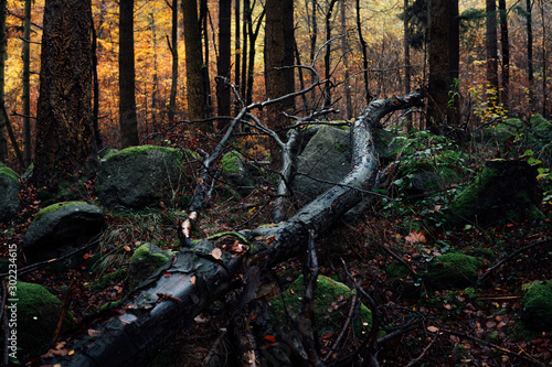 Old overturned tree trunk is in a dark autumn forest