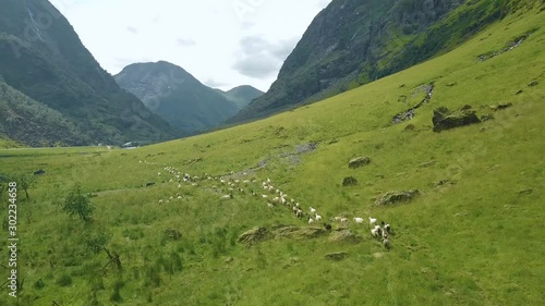 Aerial view of a big group of goats running in a valley in Norway.