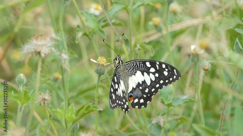 Dark Glassy Tiger (Parantica agleoides) butterfly eating nectar of wild flower in meadow.	 photo