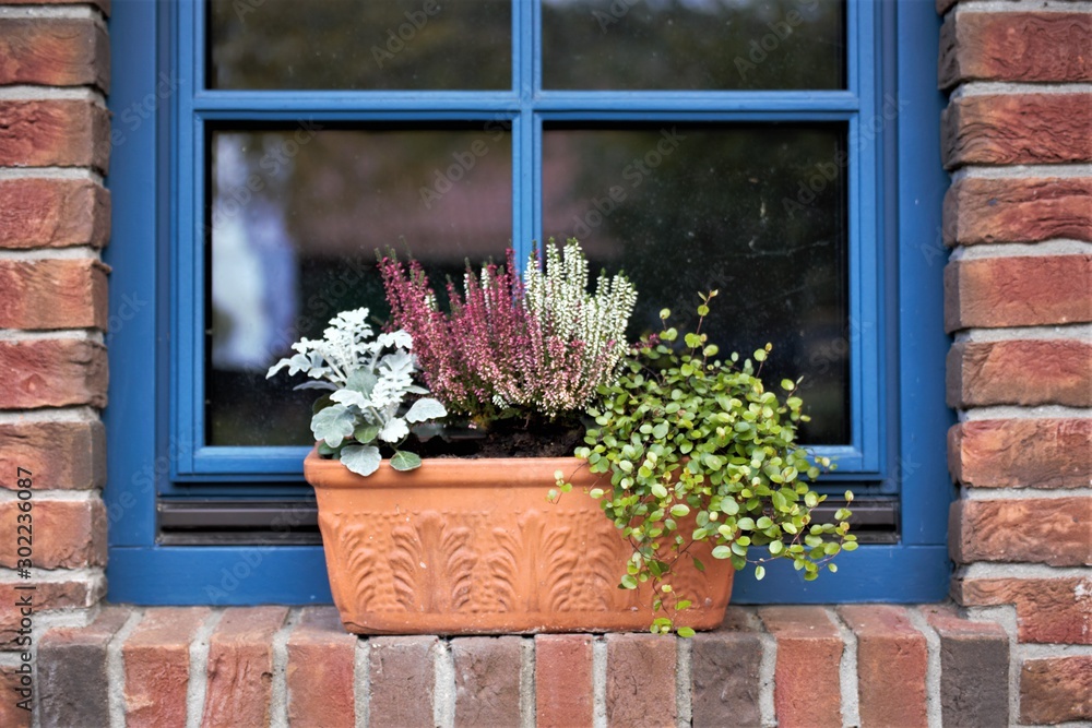 Fototapeta premium window with flowers