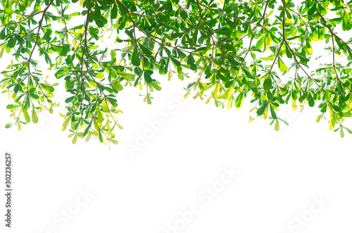 green leaves isolated white background with clipping path. nature frame for decoration design.