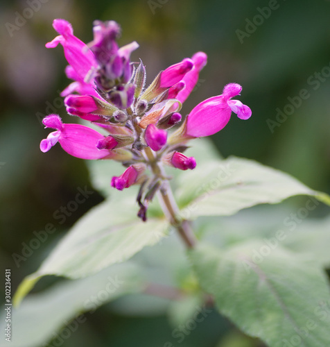 Salvia dorisiana, fruit-scented sage