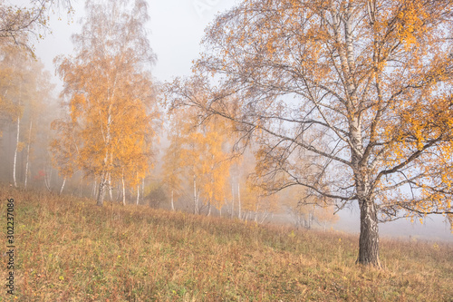 Autumn forest © Arkd