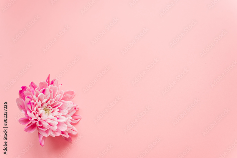 Pink chrysanthemum flower on pink pastel background. Template for bloggers and designers on the holiday of mother's day, March 8 and birthday. Flatlay, copyspace