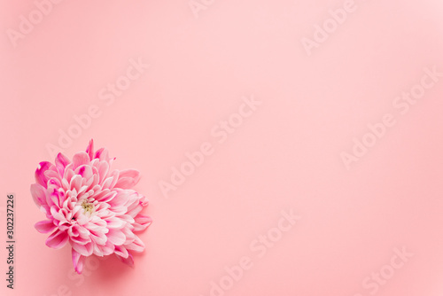 Pink chrysanthemum flower on pink pastel background. Template for bloggers and designers on the holiday of mother's day, March 8 and birthday. Flatlay, copyspace © etonastenka