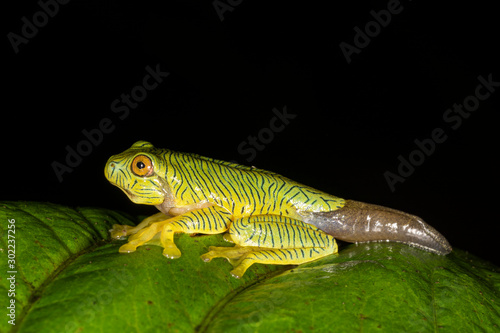 Rhacophorus pseudomalabaricus or Gliding frog Tadpole seen at Munnar,Kerala,India