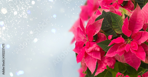 frame of pink poinsettia flower or christmas star