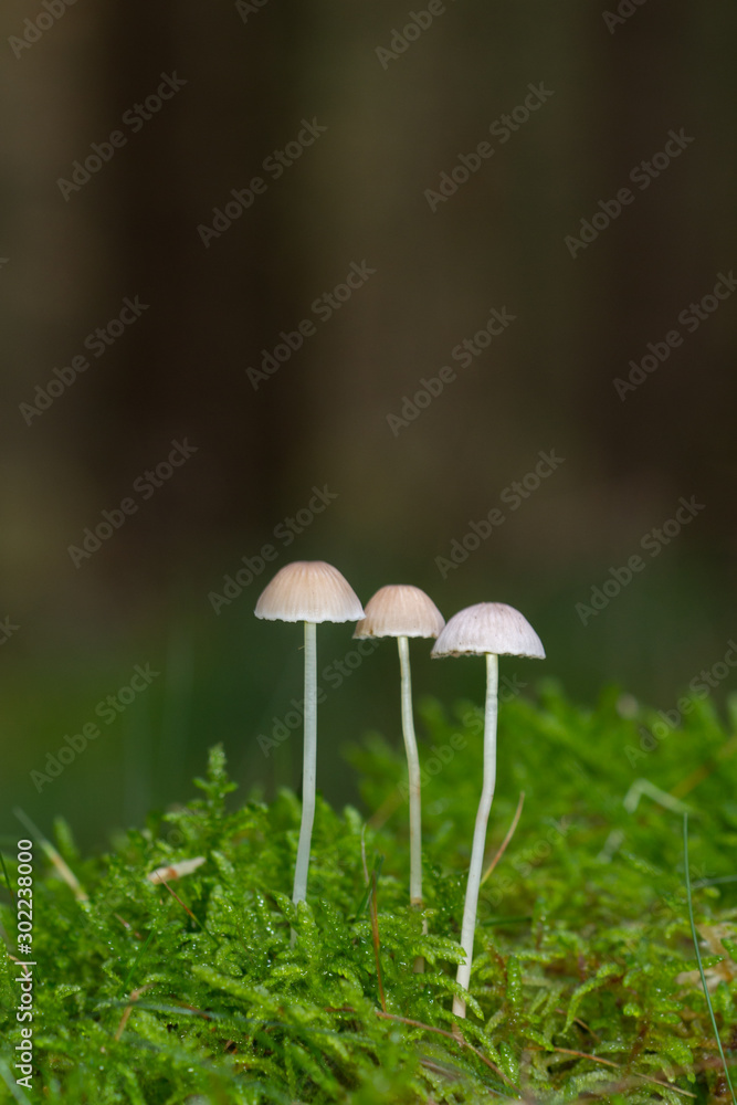 Three Milking bonnets (Mycena galopus) in moss, small inedible mushrooms Three Milking bonnets (Mycena galopus) in moss, small inedible mushrooms