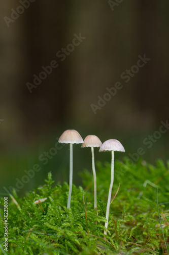 Three Milking bonnets (Mycena galopus) in moss, small inedible mushrooms