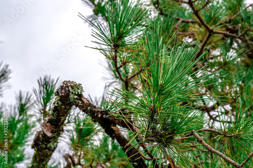 Fresh green pine leaves in winter