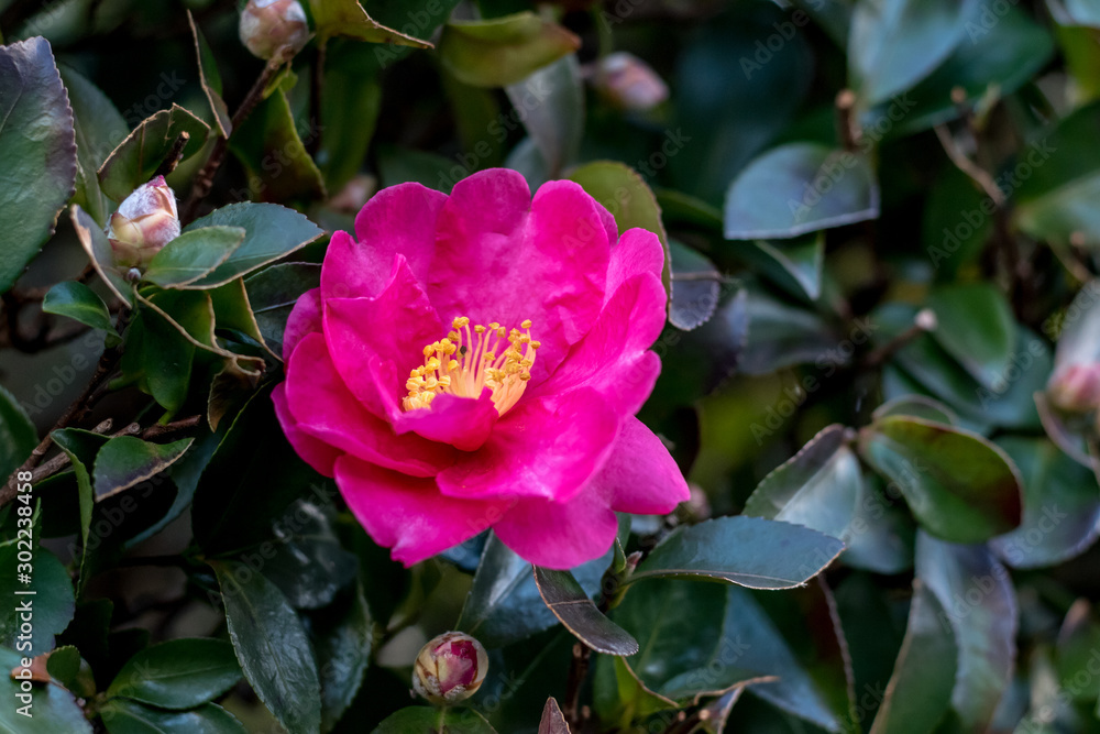 Pink flower of the rosa rugosa rose Pink flower of the rosa rugosa rose