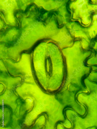 Tapety artystyczne Microscopic preparation, tissue plant, stomata