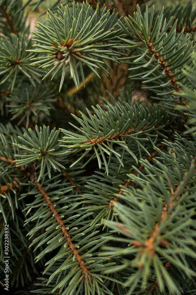 green needles Christmas tree closeup background green needles Christmas tree closeup background