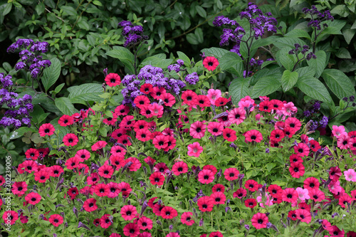 Wallpaper Mural Petunien (Petunia) und Vanilleblume (Heliotropium arborescens) im Garten Torontodigital.ca