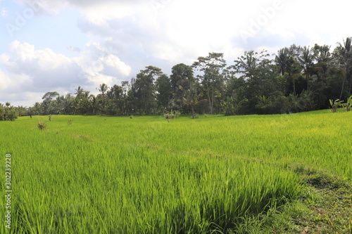 A beautiful view of rice fields in Ubud area, Bali, Indonesia.
