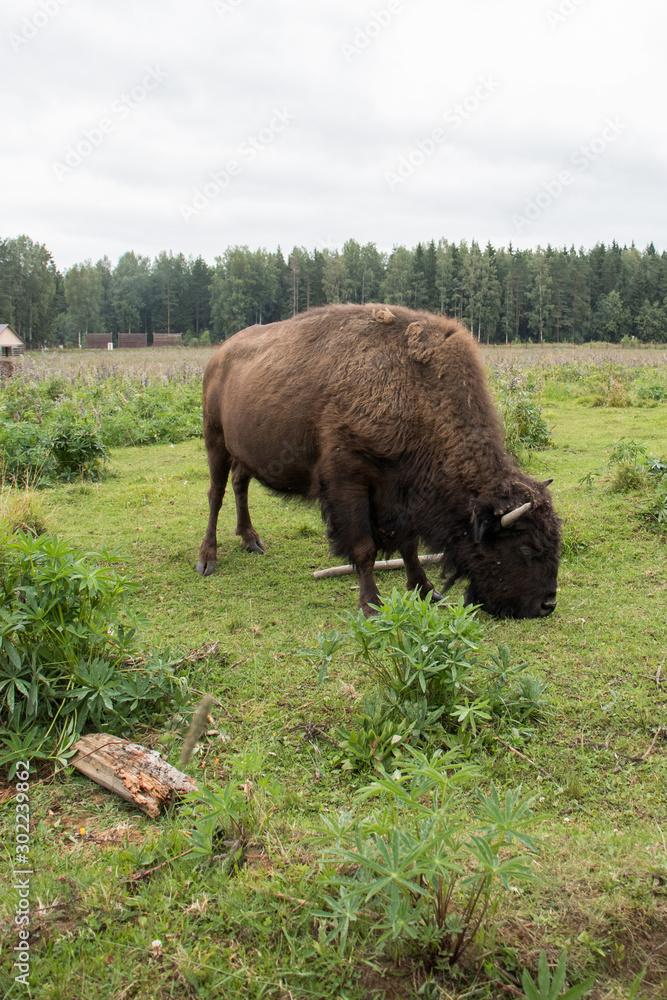 big bison grazing in the field big bison grazing in the field