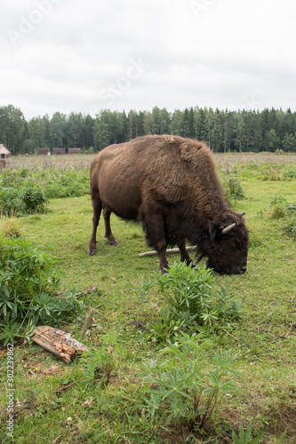 big bison grazing in the field
