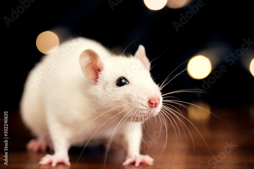 white rat on a dark wooden table on a black background with lights, place for your text, the symbol of the Chinese New Year