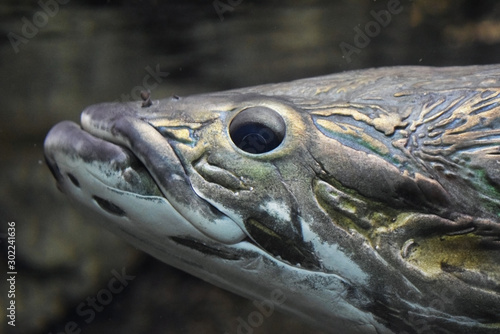 unusual relief fish of a metallic color in water