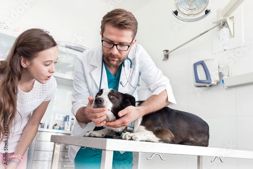 Vet examining dog s teeth in clinic