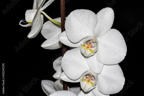 White orchid flowers on a black background