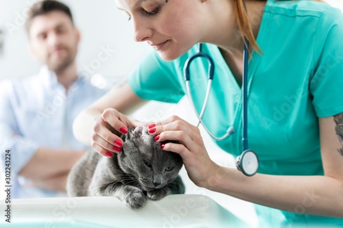 Fototapeta Naklejka Na Ścianę i Meble -  Young attractive vet checking cat's ear in clinic