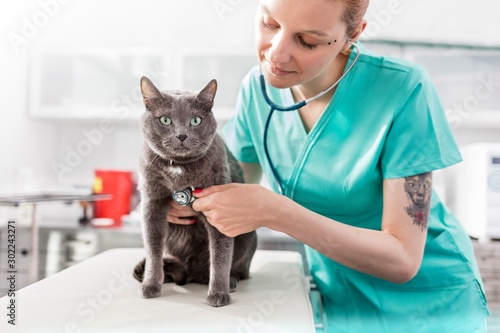 Fototapeta Naklejka Na Ścianę i Meble -  Photo of veterinarian examining or listening to cat's heart beat in clinic