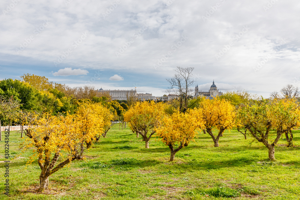 Fototapeta premium Royal Palace and Almudena Cathedral with trees with autumn color in Madrid