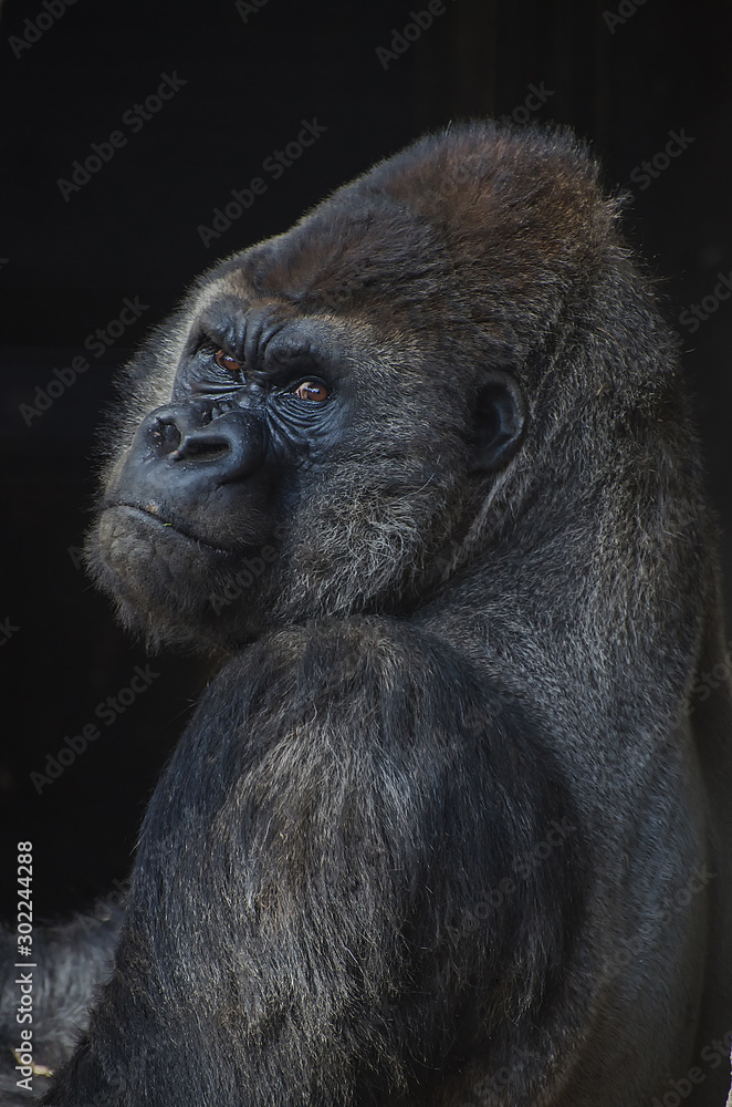 Naklejka premium gorilla human look