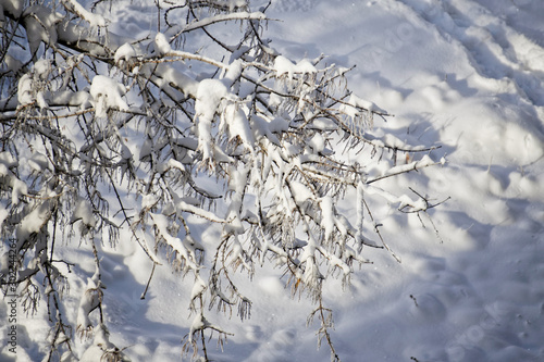 A branch of elm covered with freshly fallen snow, against the background of snowdrifts in a city park © slexp880