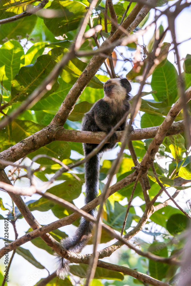 Fototapeta premium White headed marmoset photographed in Linhares, Espirito Santo. Southeast of Brazil. Atlantic Forest Biome. Picture made in 2013.