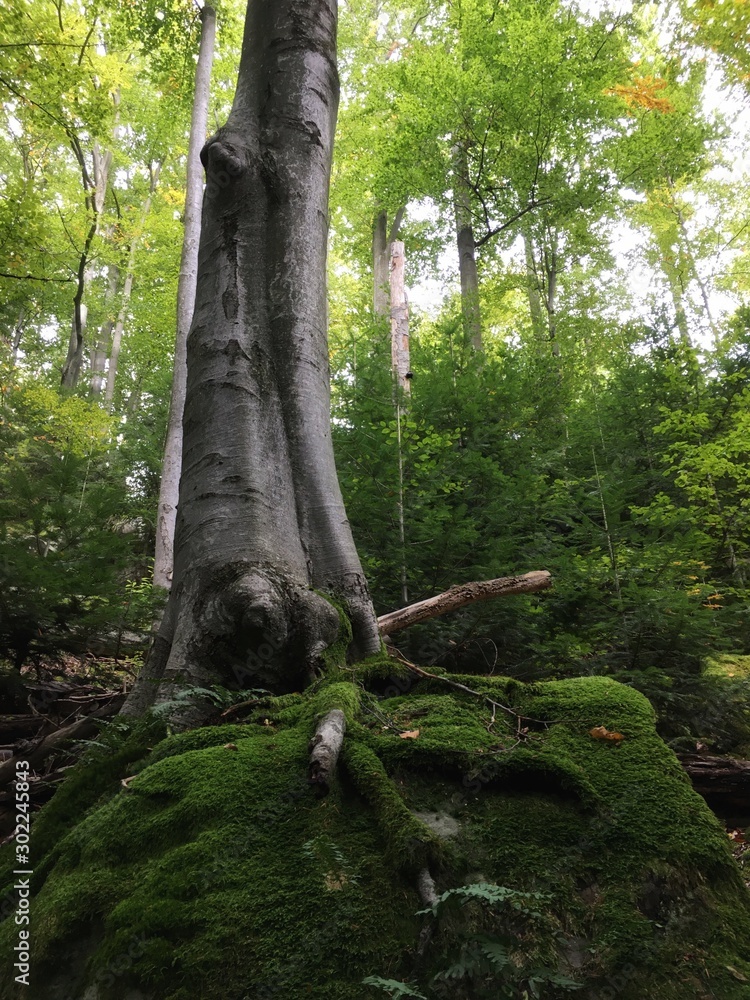 Fototapeta premium tree in forest