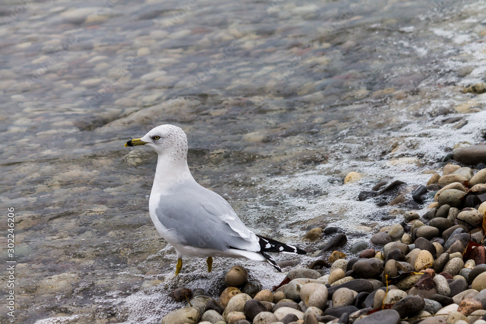 seagull walking down rocky shoreline seagull walking down rocky shoreline