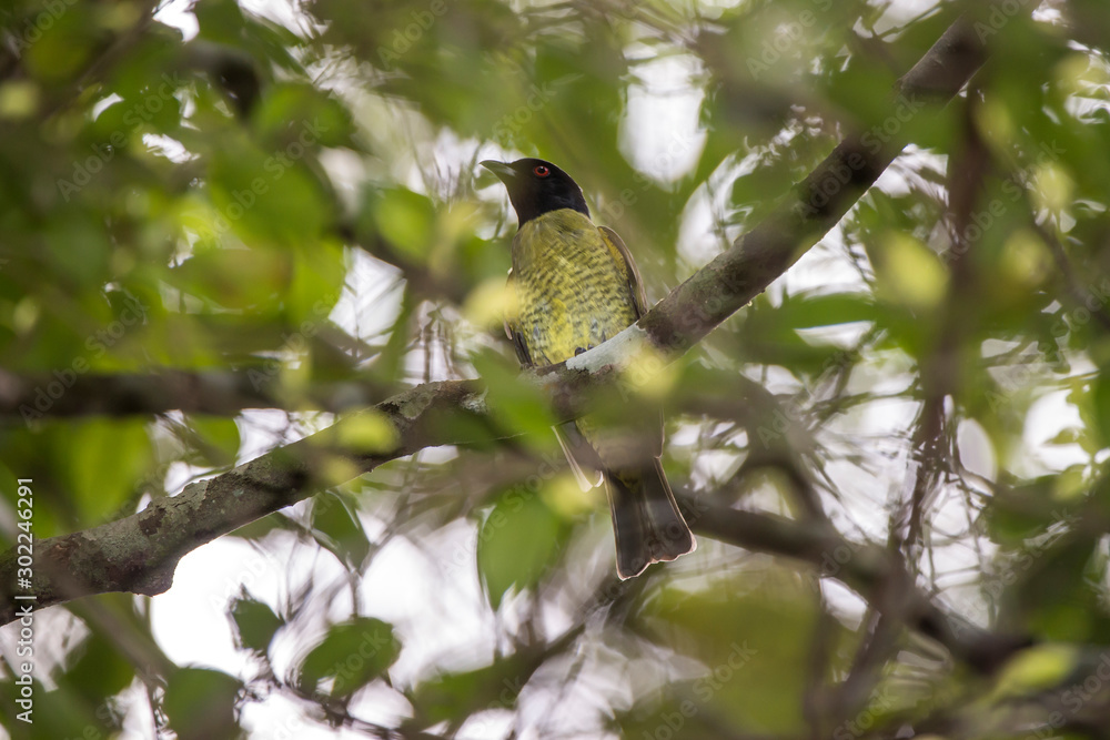 Obraz premium Black headed Berryeater photographed in Linhares, Espirito Santo. Southeast of Brazil. Atlantic Forest Biome. Picture made in 2013.