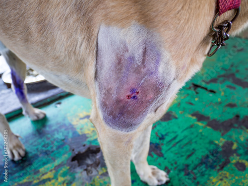Photography The wound on dogs leg after surgery