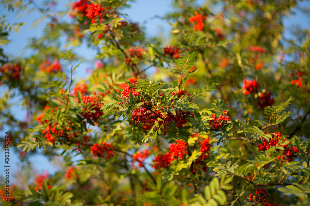 Ripe Rowan in the rays of the autumn sun.