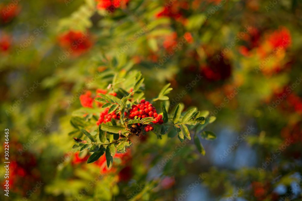 Obraz premium Ripe Rowan in the rays of the autumn sun.