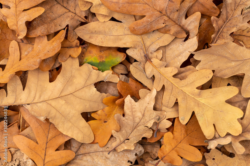 Background Created From Dry Brown Oak Autumn Leaves