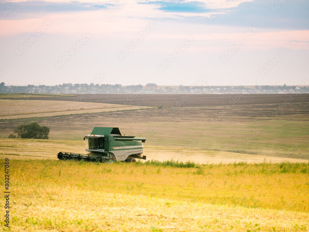 Fototapeta premium The harvester harvests from the field