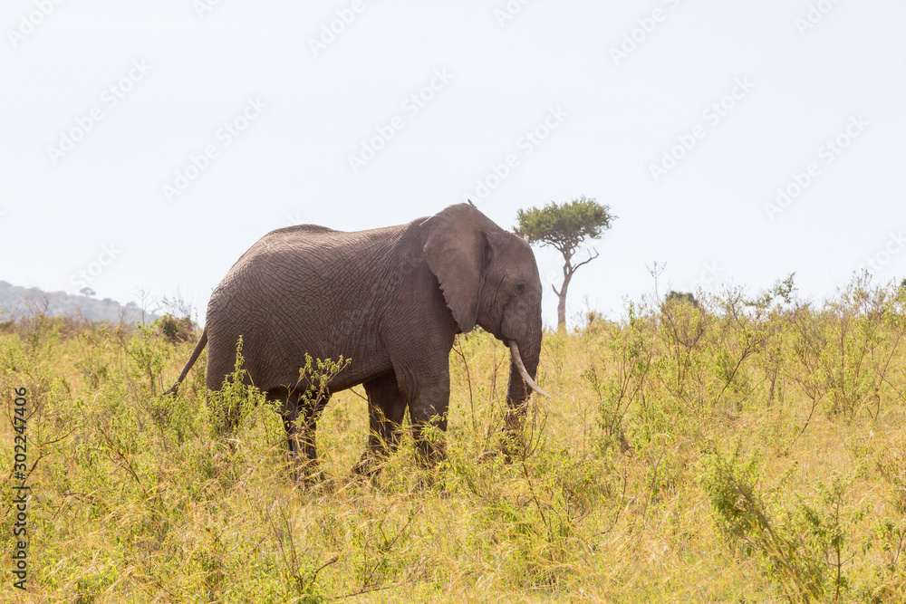 Elephant walking on the savannah Elephant walking on the savannah