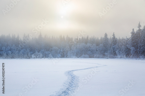 Footprints in the snow to the forest in a cold winter landscape © Lars Johansson